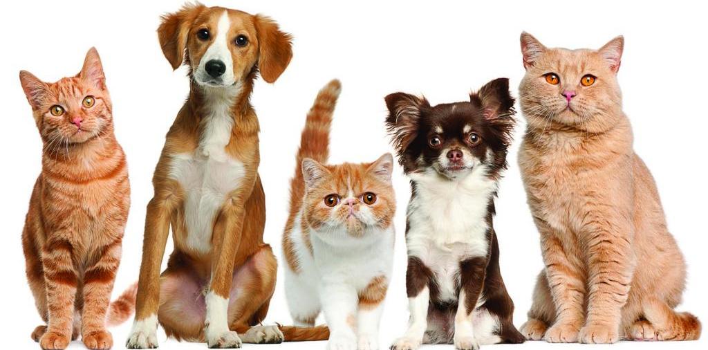 Доска объявлений о животных | ЗооТом - продажа, вязка и услуги для животных в Иланском
