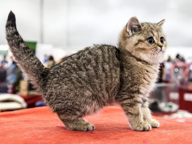Породы кошек в Иланском | ЗооТом портал о животных