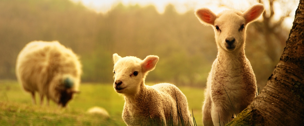 Объявления о сельскохозяйственных животных | ЗооТом - продажа, вязка и услуги для животных в Иланском