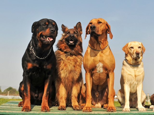 Крупные породы собак в Иланском | ЗооТом портал о животных
